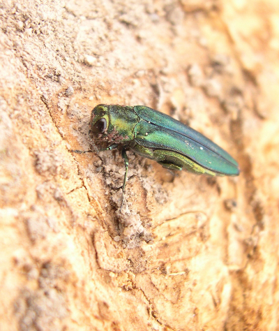 Emerald ash borer insect on a tree
