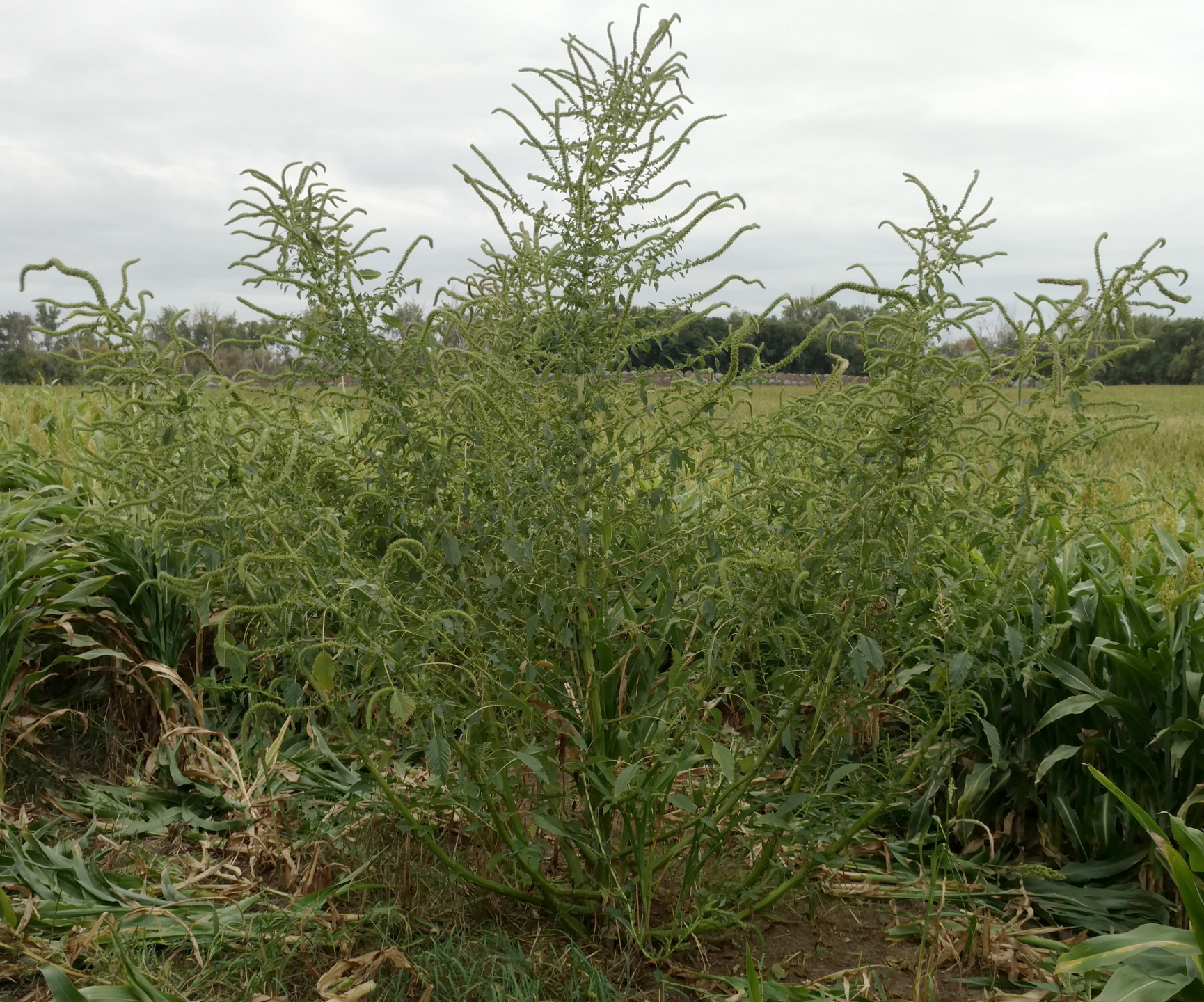 Palmer amaranth