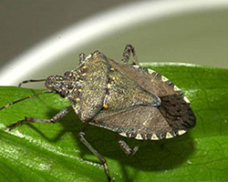 BMSB Adult