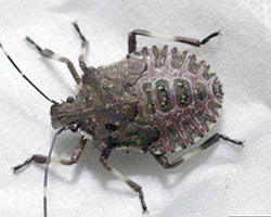 BMSB Nymph