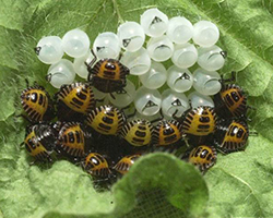 BMSB eggs
