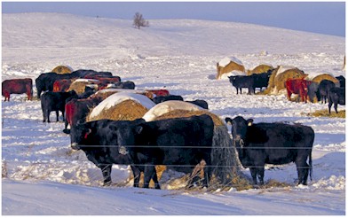 Bale Grazing