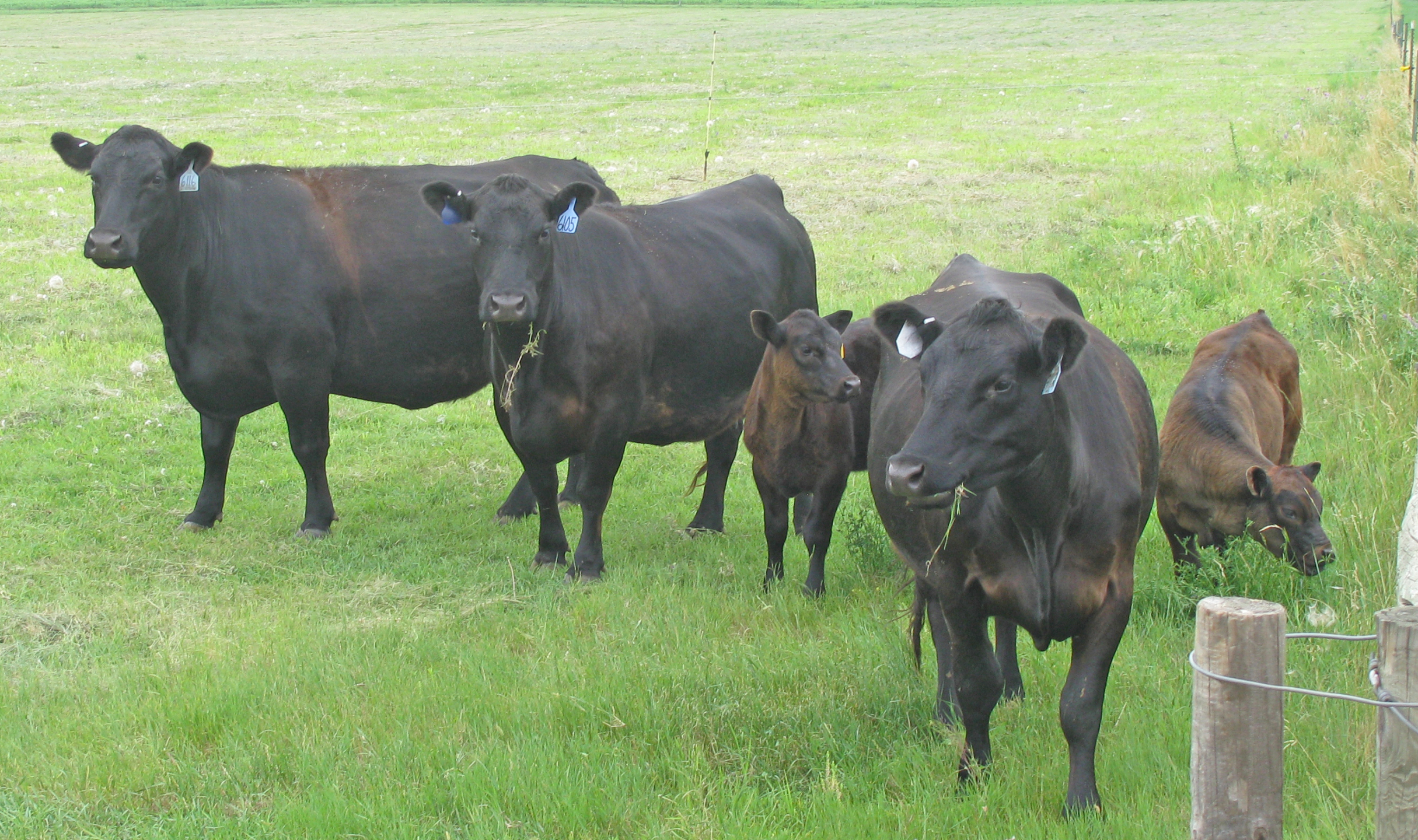 beef cattle