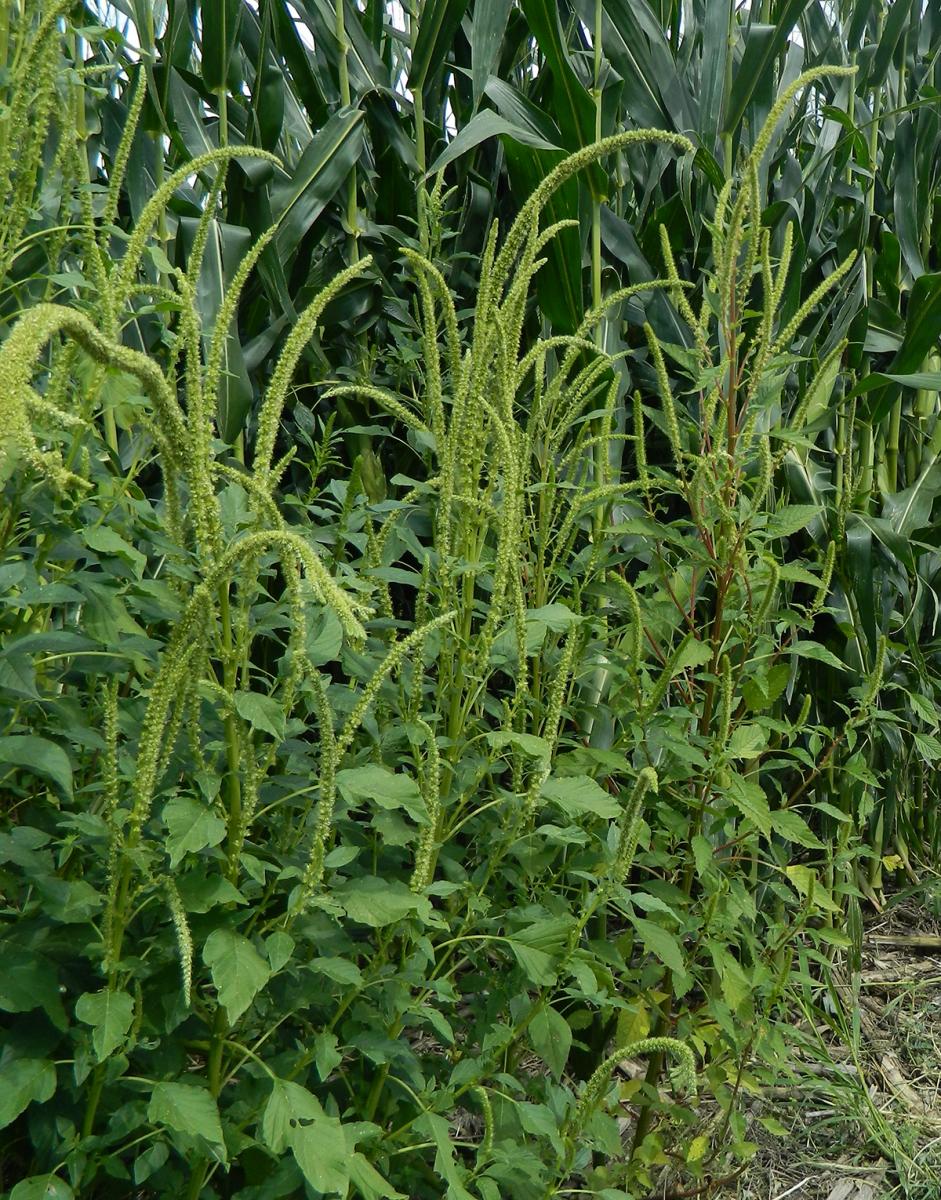  Palmer amaranth