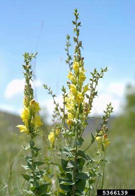 Dalmatian Toadflax