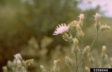 Diffuse Knapweed