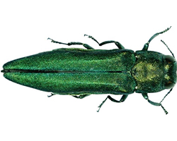 EAB Adult