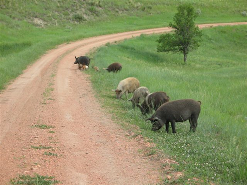 Feral Swine Grazing