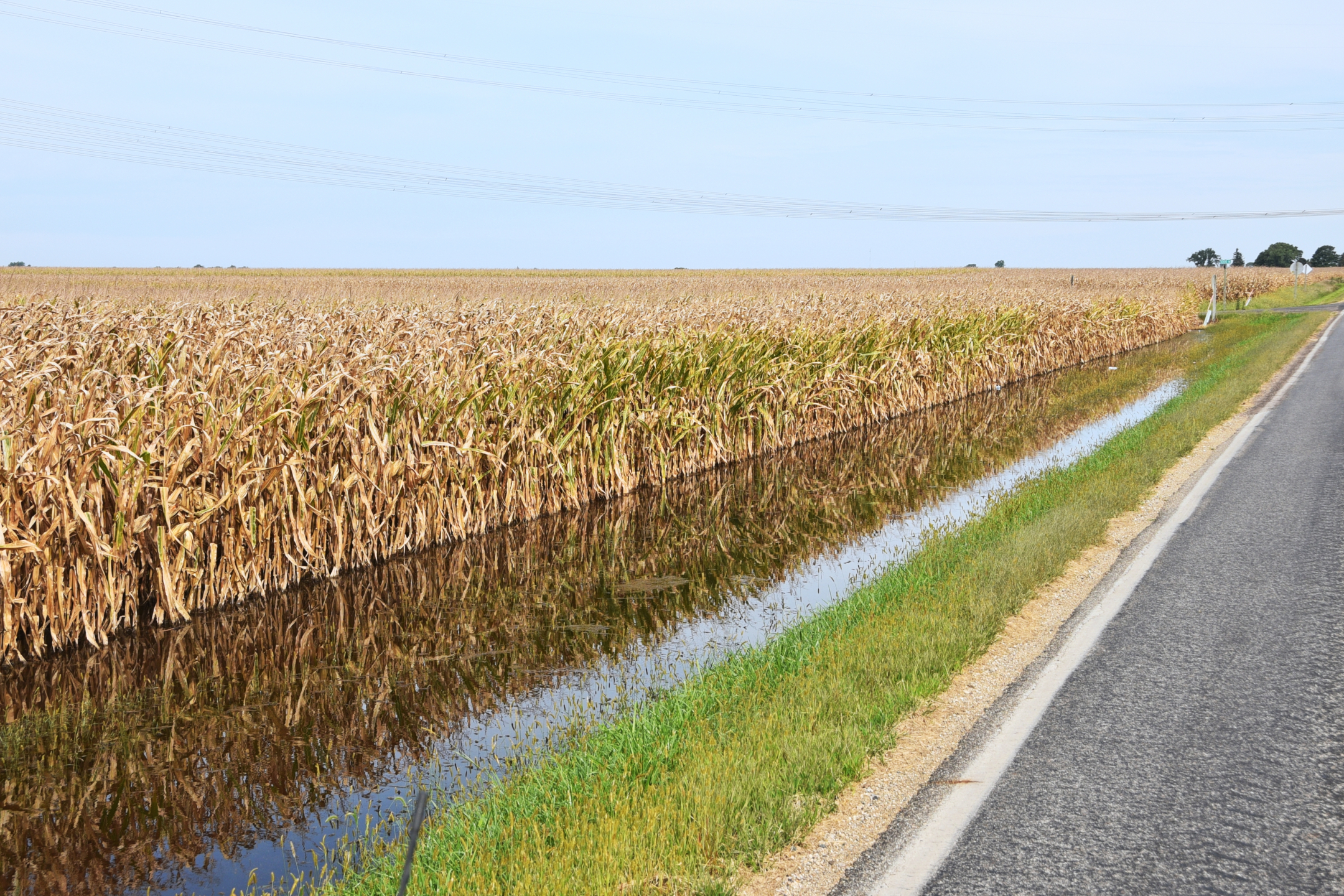 Flooded Corn