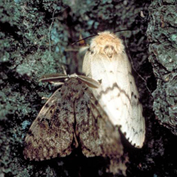 Gypsy Moth Adults