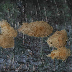 Gypsy moth eggs