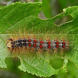 Gypsy moth larva