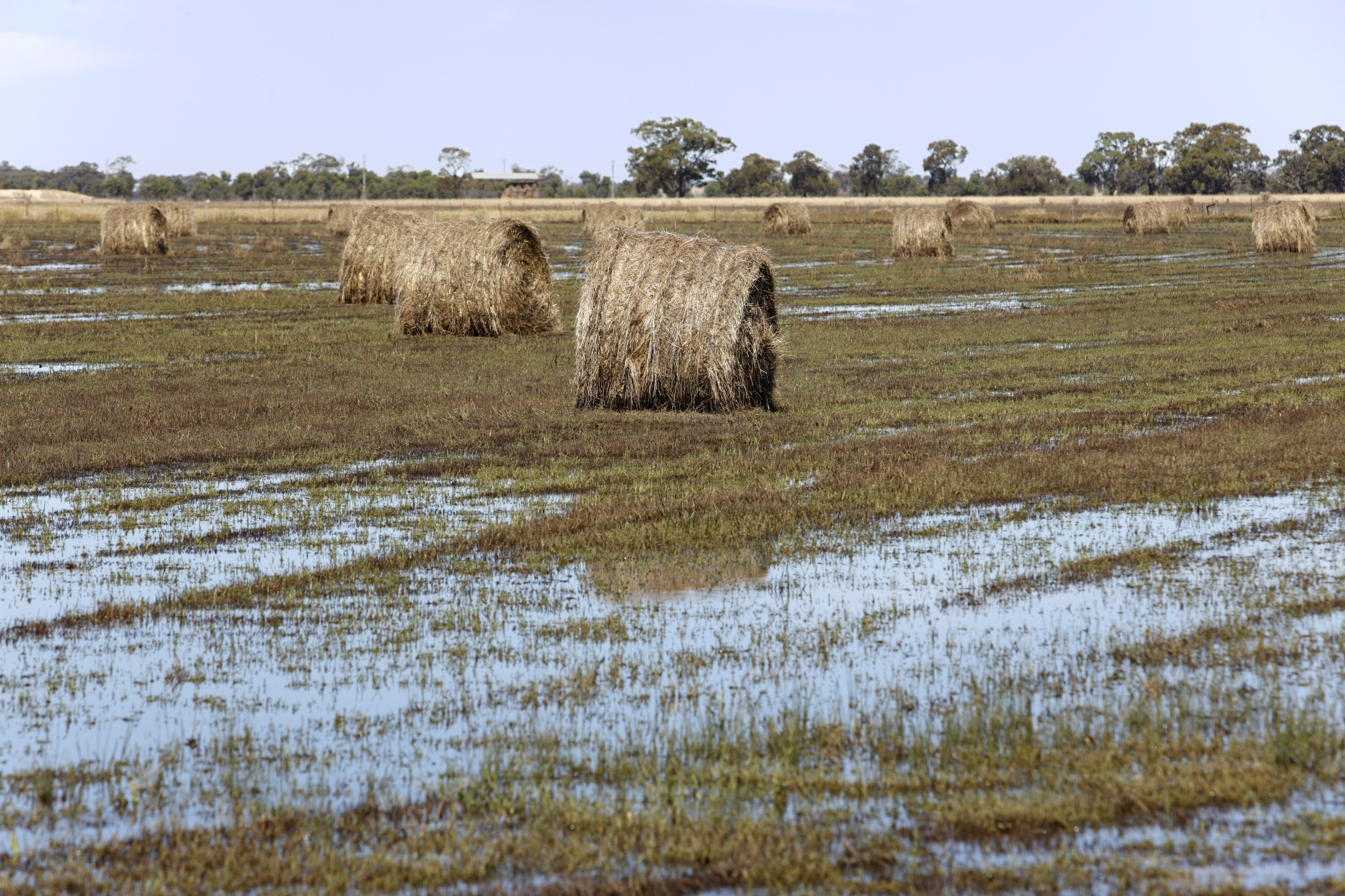 Haybales In Water