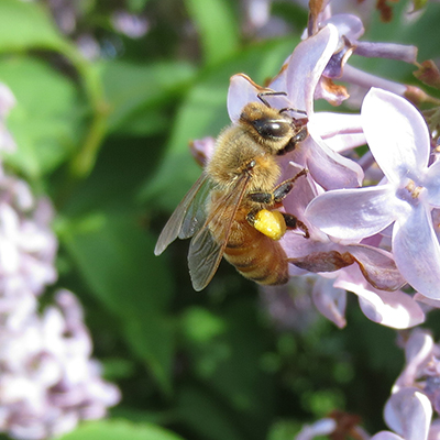 Honey bee on flower