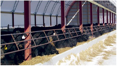 Indoor Feedlot