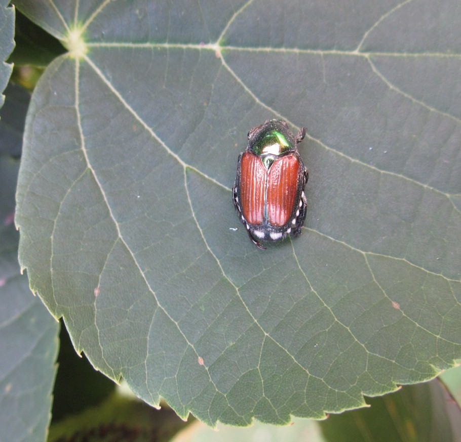 Japanese Beetle