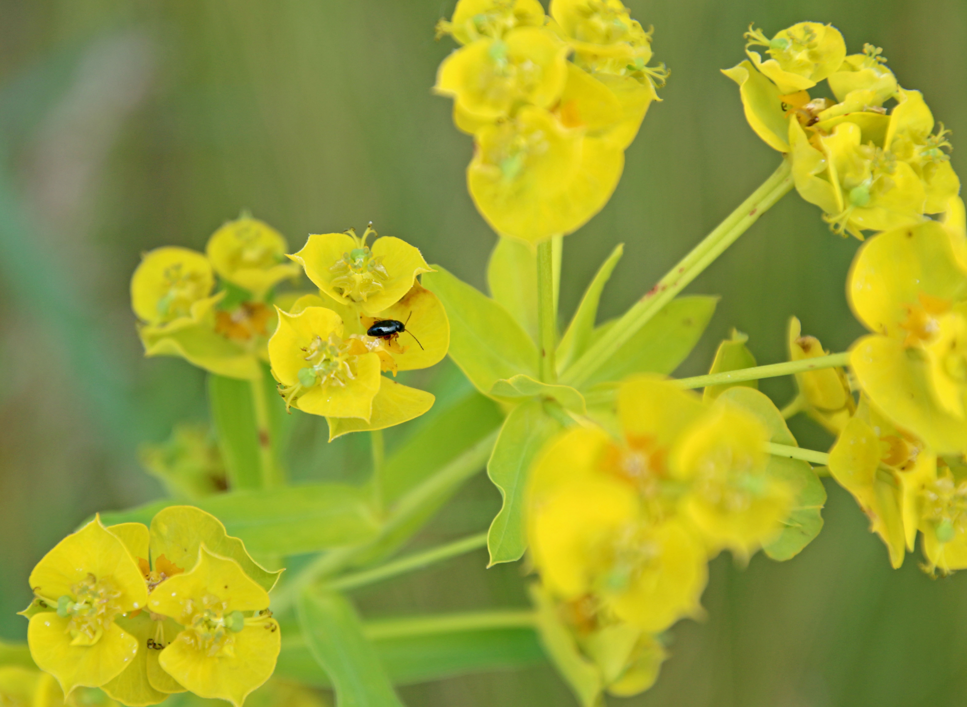 Leafy spurge plant with flea beetle