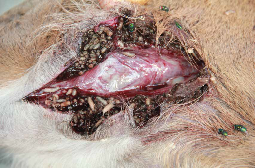 Screwworm North Dakota Department Of Agriculture Screwworm North Dakota Department Of Agriculture