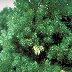 PSB Damage