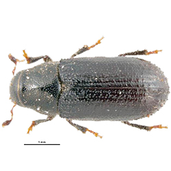 PiSB Adult