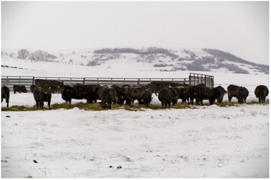 Portable Windbreak