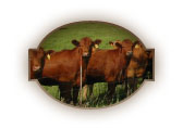 Red Cattle By Fence