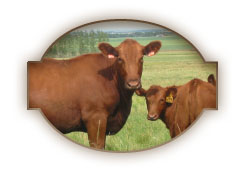 Red Cattle Close Up