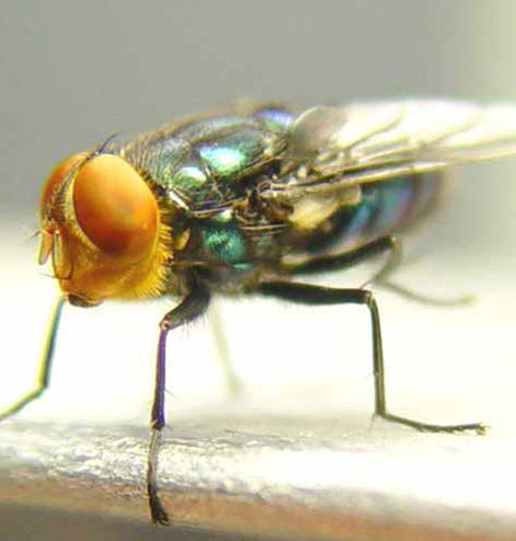 Screwworm Fly