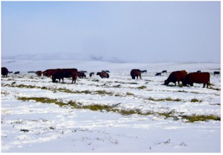 Swath Grazing