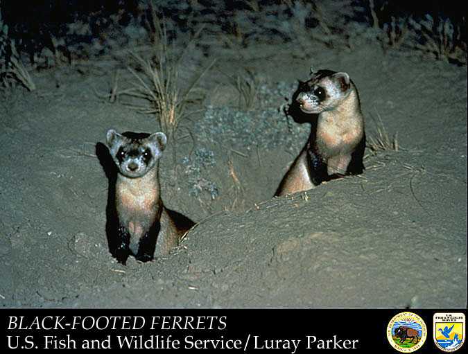 USFWS Black-Footed Ferret