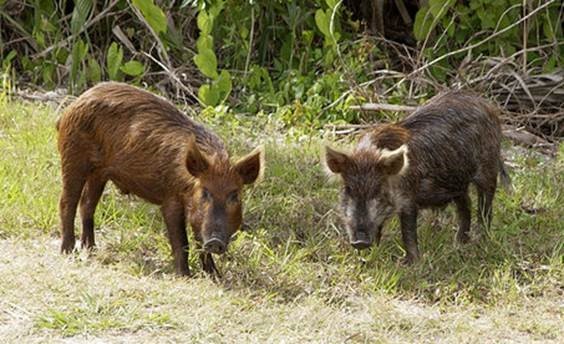  Traditional Wild Boars