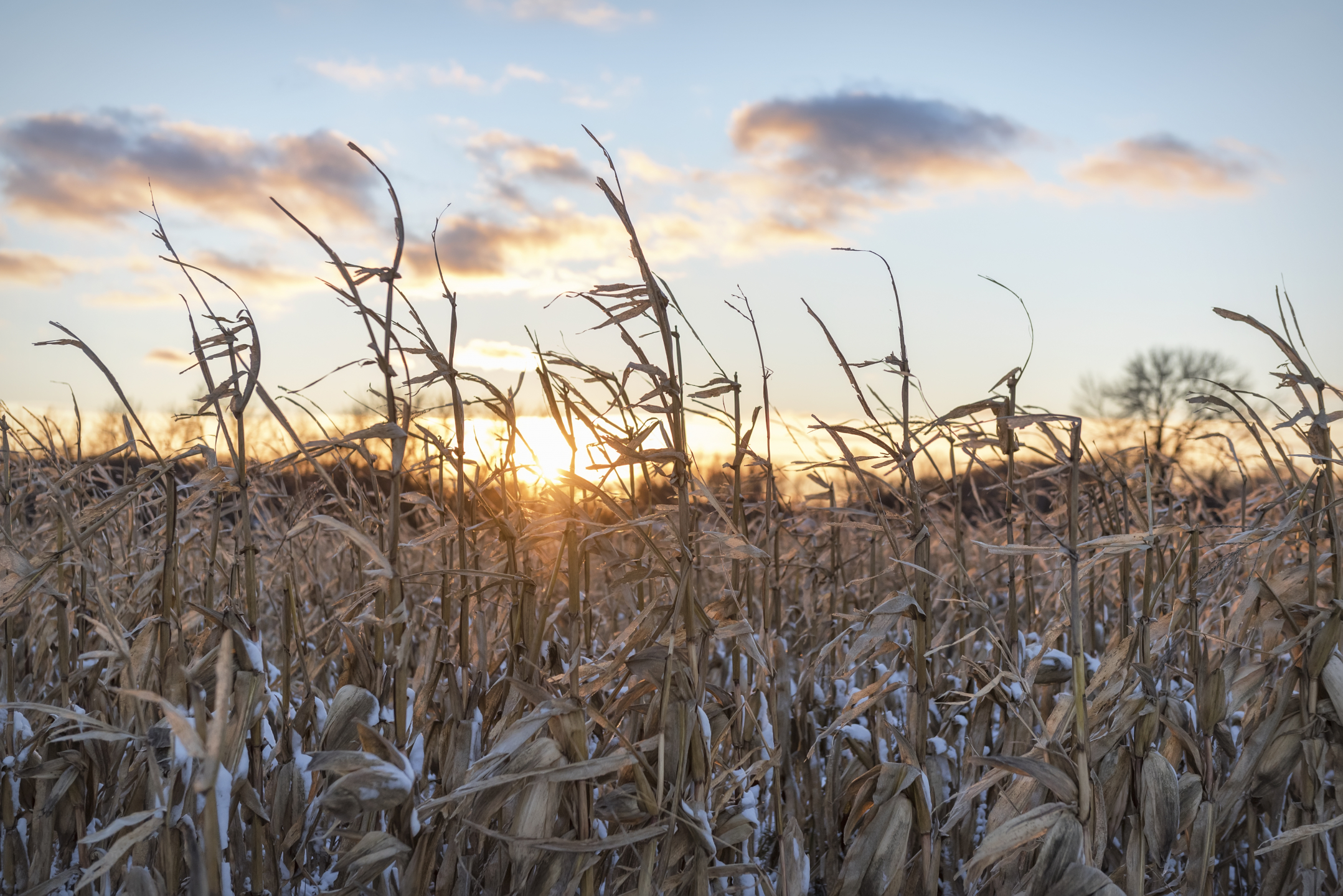 Winter Cornfield