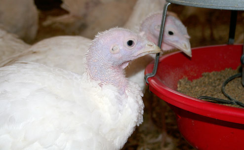 Adolescent turkeys eating