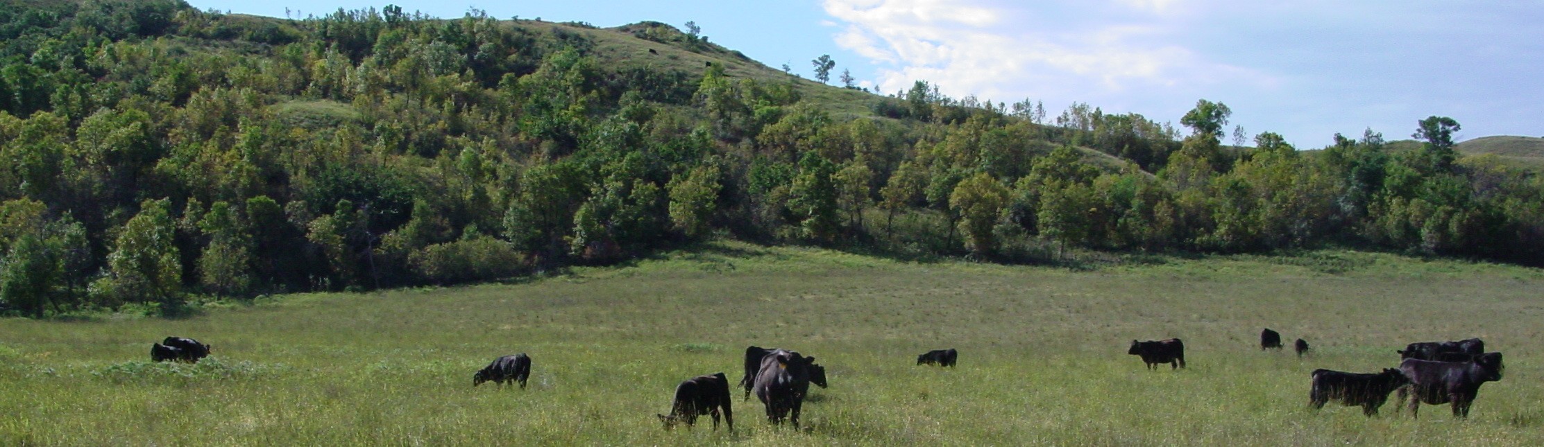 Cows in pasture