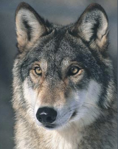 Gray Wolf