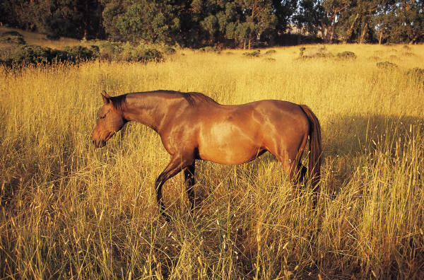 Horse walking