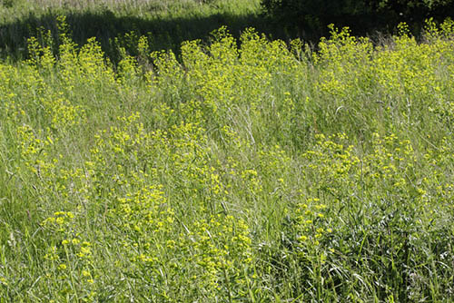 Leafy spurge