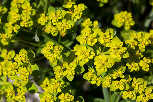 Leafy Spurge