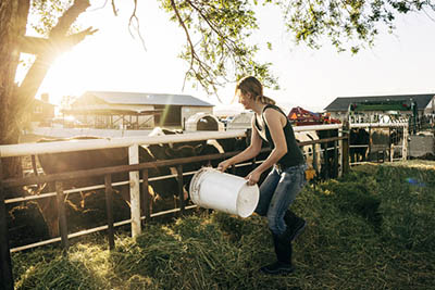 feeding livestock