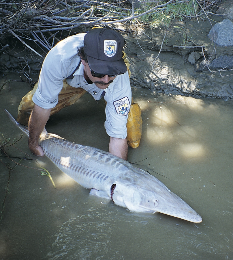 Pallid Sturgeon