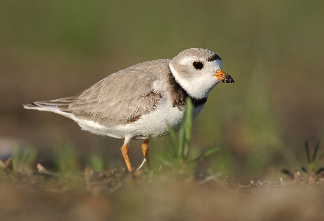 Piping Plovers