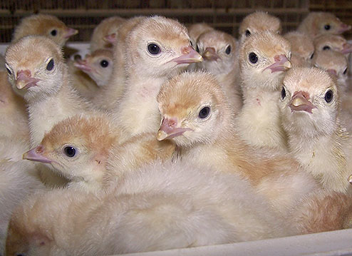 Turkey poults