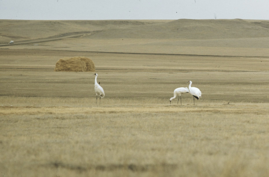 Whooping Cranes