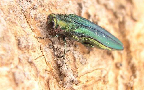 Emerald Ash Borer on a tree