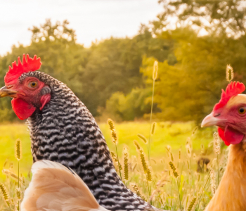 Chickens in a field