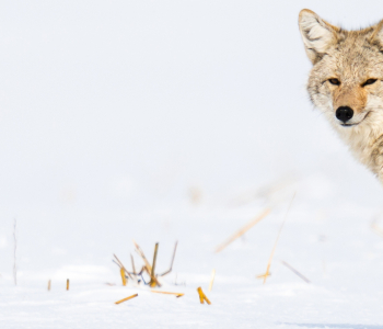 Coyote in winter