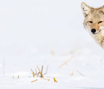 Coyote in snow