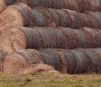 Stack of round haybales against the blue sky